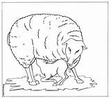 Domestic Animals Coloring Pages Sheep Pitara sketch template