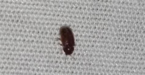 small brown bug i found seems to have wings too but i never saw it fly