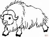 Buffalo Coloring Getdrawings Cape Pages sketch template
