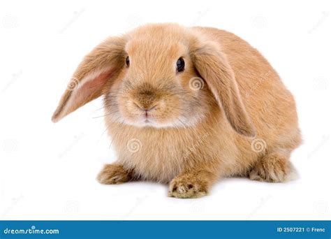 bruin wit geisoleerd konijntje stock afbeelding image  jong offerte