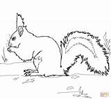 Coloring Pages Squirrel Red Squirrels Gray Printable Grey Print sketch template
