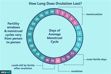 how long does ovulation last determining your fertile window