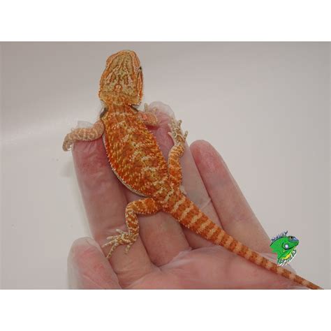 red bearded dragon baby strictly reptiles