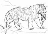 Tiger Coloring Bengal Pages Printable Getcolorings Color sketch template