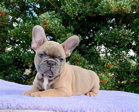 skye blue frenchies french bulldog puppies  sale born