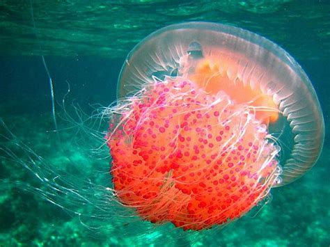 jellyfish   sea pinterest  beauty inspiration  fish
