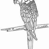 Hellokids Ausmalen Dibujar Ara Parrot Canary Papagei Pintados Loros Perroquet Ausmalbilder sketch template