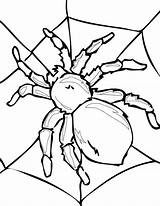 Coloring Spider Tarantula Web His Netart sketch template