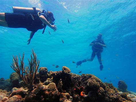 duiken op curacao tips condities en duikplekken