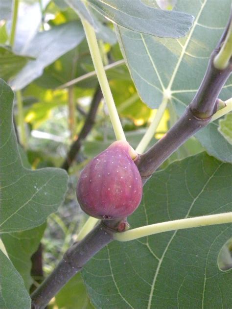 dianes texas garden fig tree