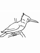 Kingfisher Coloring Pages Bird Drawing Clipart Categories Supercoloring sketch template
