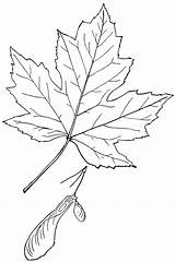 Leaf Acer Genus Usf sketch template
