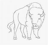 Bison Clipartkey sketch template