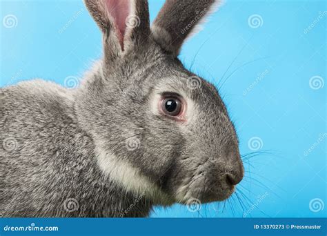 rabbit head stock  image