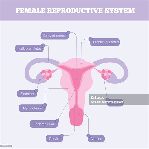 Female Reproductive System Flat Vector Infographic向量圖形及更多子宮頸圖片 Istock
