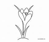 Crocus Coloring Pages Flowers Printable Dot Silhouette Drawings 600px 21kb Getcolorings sketch template