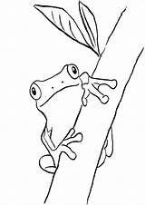 Frog Frogs Sapo Coloriage カエル 塗り絵 Samanthasbell Grenouille Grenouilles ドク ガエル Sheets Tulamama Animais Coloriages Colorironline Magnifique sketch template
