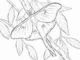 Moth Coloring Silk Designlooter Realistic Luna Book sketch template