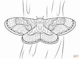 Moth Moths Mariposa Colorat Borboleta Cma Nuit Kolorowanki Desenho Silkworm Fluturi Druku Seta Baco Papillons Planse Borboletas Pintarcolorir Dzieci Supercoloring sketch template
