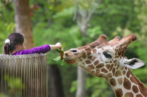 animal lovers   wild   list    zoos  america  travel destinations