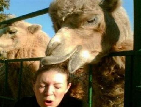 funny camel photos ~ combine blog