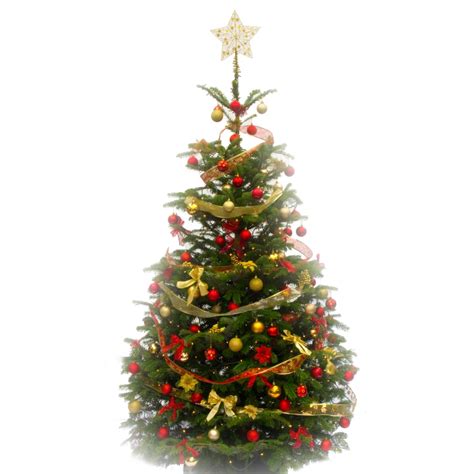 festive decorated christmas tree pines  needles