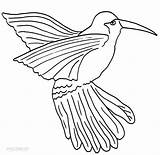 Hummingbird Coloring Pages Printable Cool2bkids Drawing Kids Bird Humming Getdrawings Print sketch template