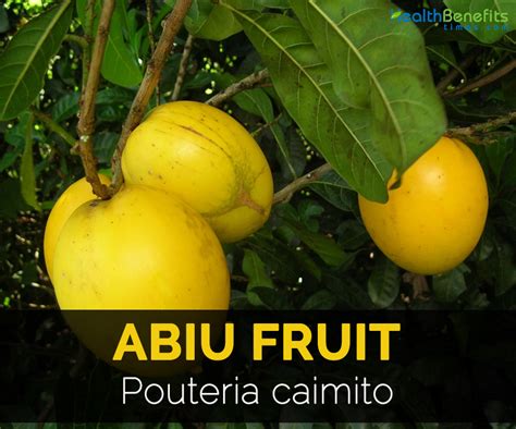 abiu fruit facts health benefits  nutritional