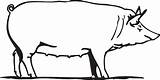 Barn Outline Pig Drawing Farm Animal Clip Clipartix Parts Body Clipart Related Pigs Coloring Clker sketch template