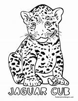 Coloring Pages Jaguar Jungle Animals Animal Drawing Cheetah Jacksonville Cub Rainforest Jaguars Land Outline Print Printable Drawings Color Baby Simple sketch template