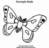 Cecropia Moth Coloring 490px 33kb sketch template