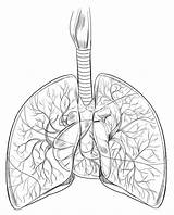 Lungs Pulmones Humanos Alveoli Contorno sketch template