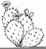 Cactus Outline Drawing Prickly Pear Coloring Line Pages Simple Color Thorn Flower Template Drawings Tumblr Sketch Plants Getdrawings Beware Place sketch template