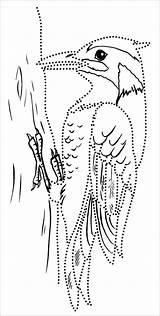 Woodpecker Outline Coloringbay sketch template