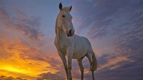 horse full hd wallpaper  background image  id