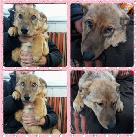 Gracie 5 Month Old Female German Shepherd Cross Available For Adoption