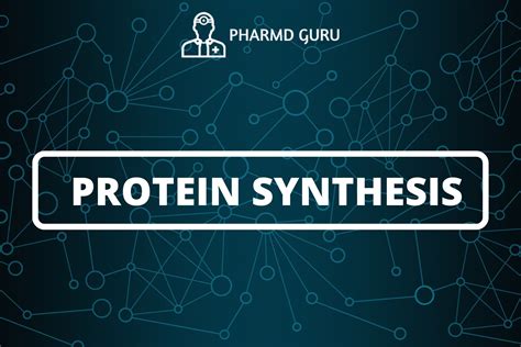 protein synthesis pharmd guru