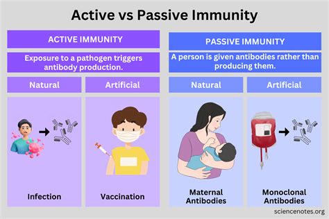 active  passive immunity definition  differences