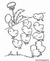 Coloring Baby Chicks Farm Pages Preschool Cute Printable Color Print Book sketch template