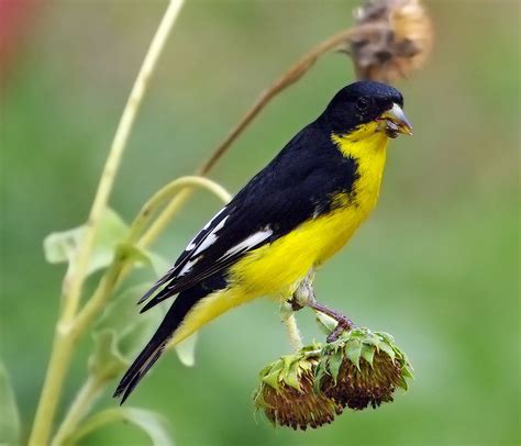 birds   world lesser goldfinch