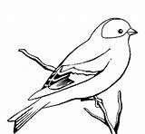 Bird Coloring Pages Canary Wild Drawing Cardinal Robin Red Kiwi Color Getdrawings Template Flying Branch Tree Sketch Tocolor sketch template