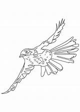 Flying Thrasher Brown Coloring Drawing Pages Vulture Library Clipart sketch template