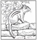 Coloring Pages Animal Animals Nature Chipmunk Books Realistic Backyard Printable Sheets Colouring Kids Adults Adult Chipmunks Wildlife Color Hubpages Print sketch template