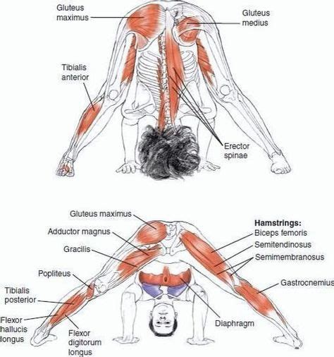 yoga anatomy images yoga anatomy anatomy yoga