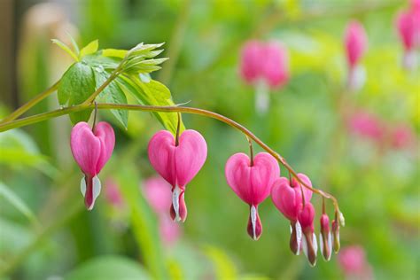 bleeding heart flowers bleeding heart flower part    fun