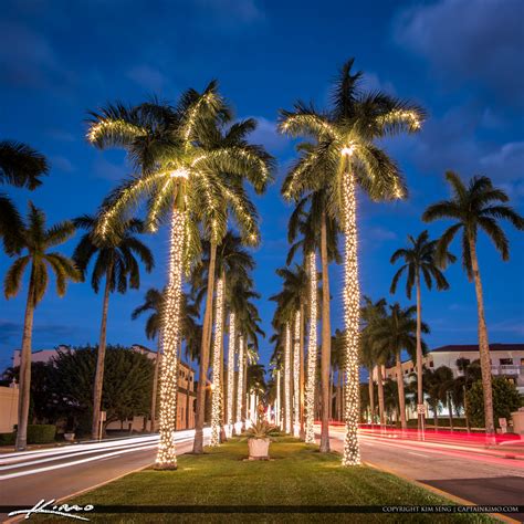 royal palm tree christmas lights palm beach island royal stock photo