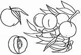 Ciruela Ciruelas Verduras Comidas sketch template