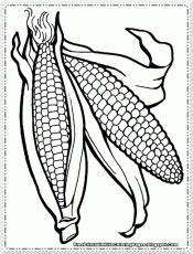 corn  outline coloring page coloring home