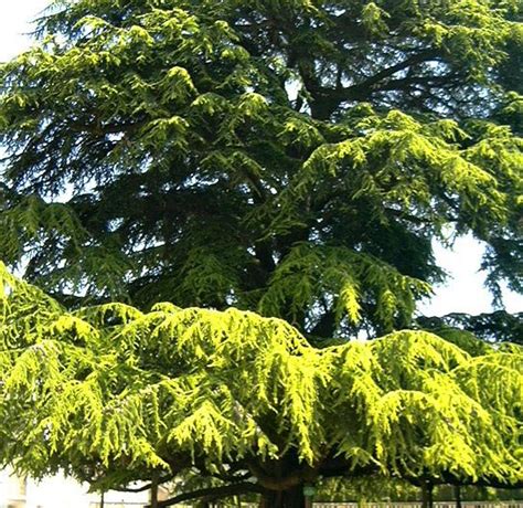 cypress tree pictures facts  cypress trees