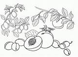 Drzewo Brzoskwiniami Druku Kolorowanka Latem Brzoskwinie Późnym Bierzcie Wczesną Szybko Dłoń Soczyste Owoce Kolor Wiecie Jaki Kredki Jesienią Są Mają sketch template
